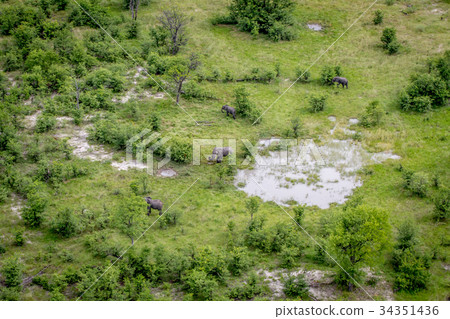 Aerial view of a herd of Elephants. Aerial view of a herd of Elephants. 34351436