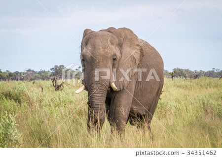 Elephant starring at the camera. 34351462