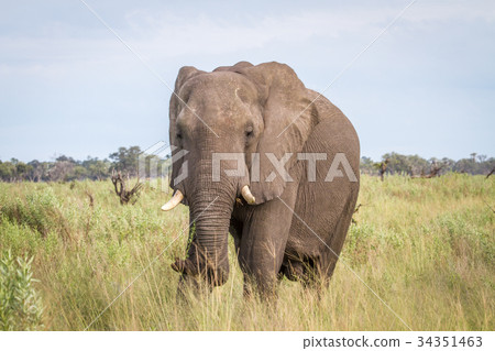 Elephant starring at the camera. 34351463