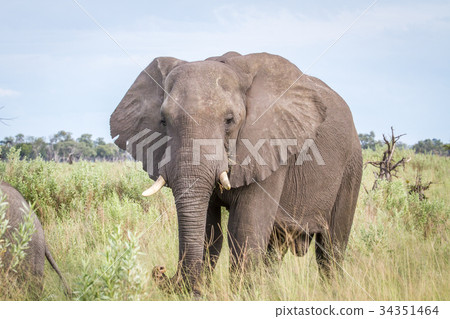 Elephant starring at the camera. Elephant starring at the camera. 34351464