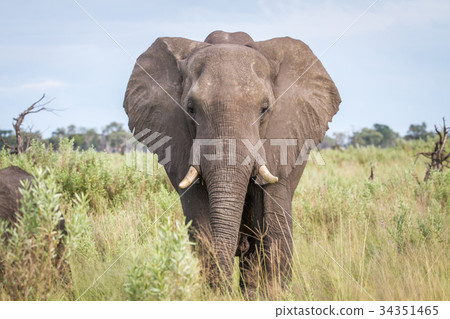 Elephant starring at the camera. Elephant starring at the camera. 34351465