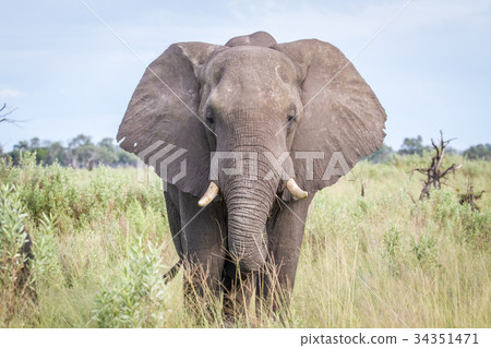 Elephant starring at the camera. 34351471