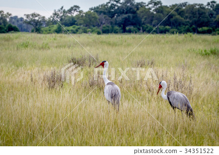 Two Wattled cranes standing in the grass. 34351522