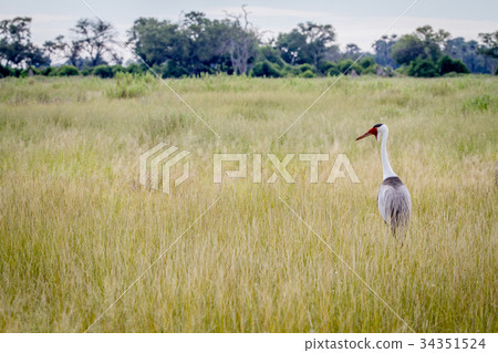 Wattled crane standing in the grass. 34351524