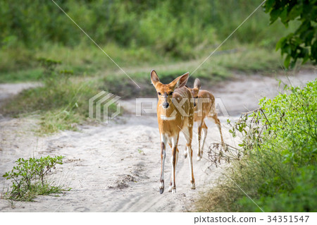 Mother Nyala and baby walking on the road. 34351547