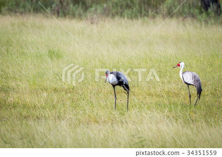 Two Wattled cranes standing in the grass. 34351559