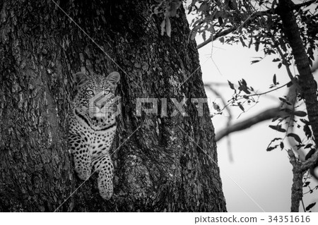 Leopard peeking out of a hole in a tree. Leopard peeking out of a hole in a tree. 34351616
