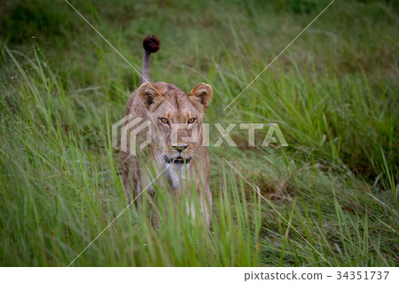 Female Lion walking in the grass. 34351737