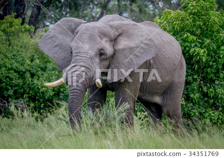 Big Elephant bull starring at the camera. Big Elephant bull starring at the camera. 34351769
