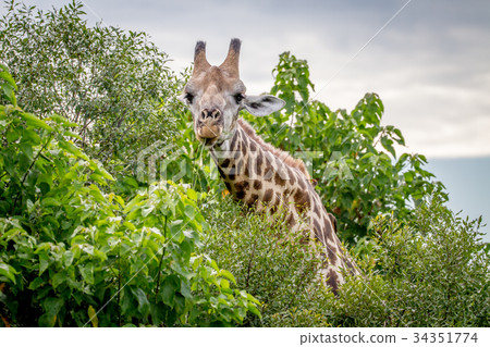 Giraffe starring at the camera. Giraffe starring at the camera. 34351774