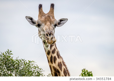 Close up of a Giraffe starring at the camera. Close up of a Giraffe starring at the camera. 34351784