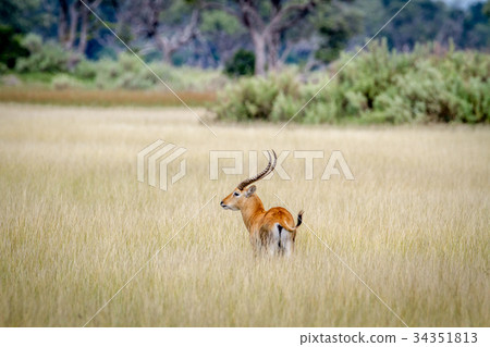 Male Lechwe standing alone in the long grass. 34351813