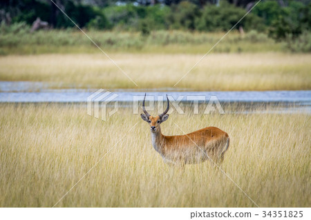 Male Lechwe standing in the grass by the water. Male Lechwe standing in the grass by the water. 34351825