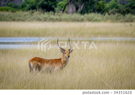 Male Lechwe standing in the grass by the water. Male Lechwe standing in the grass by the water. 34351828