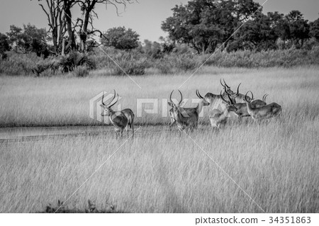 Group of Lechwes standing in the long grass. 34351863