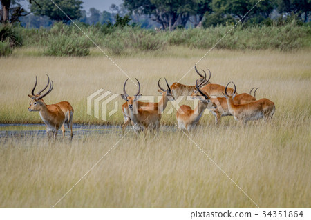 Group of Lechwes standing in the long grass. Group of Lechwes standing in the long grass. 34351864