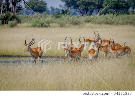 Group of Lechwes standing in the long grass. Group of Lechwes standing in the long grass. 34351883