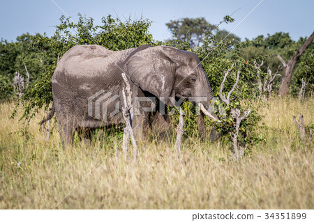 Elephant standing in the grass. Elephant standing in the grass. 34351899