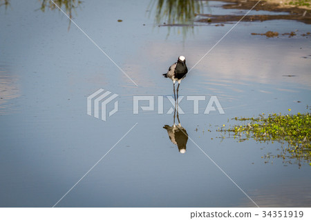 Blacksmith lapwing walking in the water. 34351919