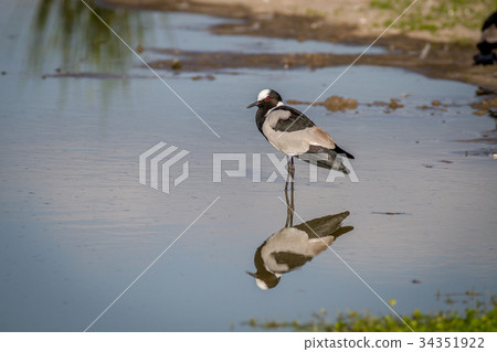 Blacksmith lapwing walking in the water. 34351922