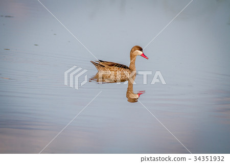 Red-billed teal swimming in a lake. Red-billed teal swimming in a lake. 34351932