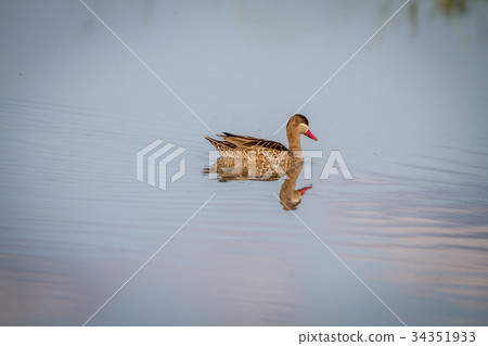 Red-billed teal swimming in a lake. 34351933