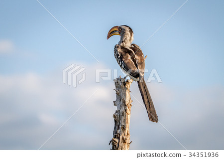 Yellow-billed hornbill sitting on a stump. Yellow-billed hornbill sitting on a stump. 34351936