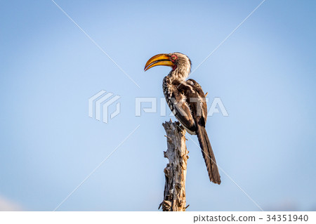 Yellow-billed hornbill sitting on a stump. 34351940