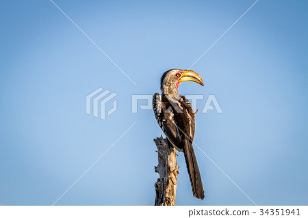 Yellow-billed hornbill sitting on a stump. Yellow-billed hornbill sitting on a stump. 34351941