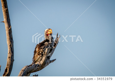 Yellow-billed hornbill sitting on a branch. Yellow-billed hornbill sitting on a branch. 34351979