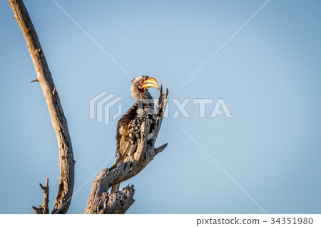 Yellow-billed hornbill sitting on a branch. Yellow-billed hornbill sitting on a branch. 34351980