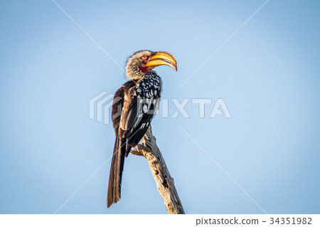 Yellow-billed hornbill sitting on a branch. 34351982