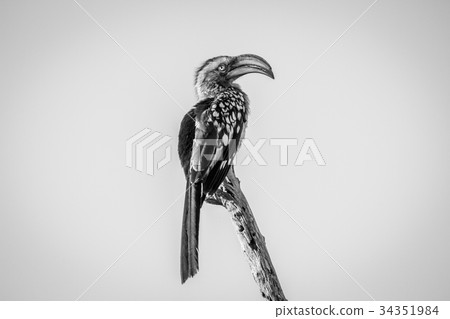 Yellow-billed hornbill sitting on a branch. 34351984