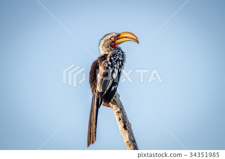 Yellow-billed hornbill sitting on a branch. 34351985