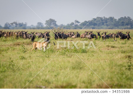 Lion walking in front of Blue wildebeests. 34351986