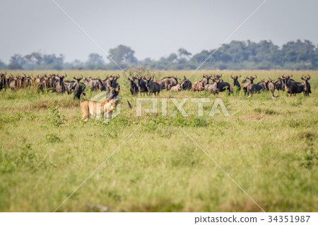 Lion walking in front of Blue wildebeests. 34351987