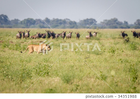 Lion walking in front of Blue wildebeests. 34351988