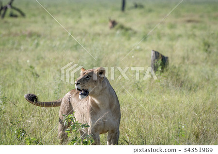 Lioness standing in the grass. 34351989