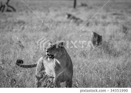 Lioness standing in the grass. 34351990