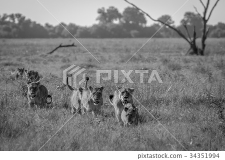 Pride of Lions walking in the grass. Pride of Lions walking in the grass. 34351994