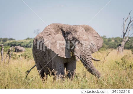 Elephant standing in high grass. Elephant standing in high grass. 34352248