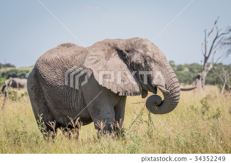 Elephant standing in high grass. Elephant standing in high grass. 34352249