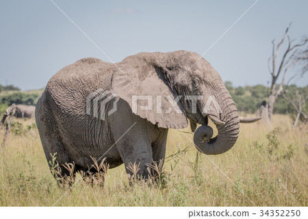 Elephant standing in high grass. Elephant standing in high grass. 34352250