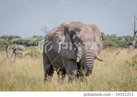 Elephant standing in high grass. Elephant standing in high grass. 34352251