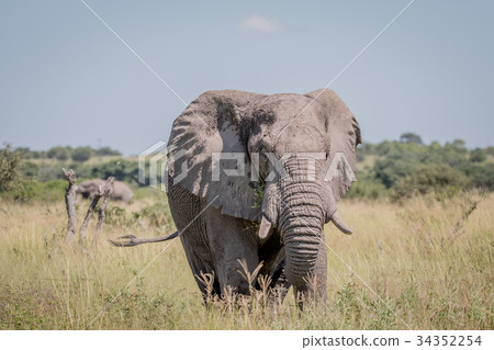 Elephant standing in high grass. Elephant standing in high grass. 34352254