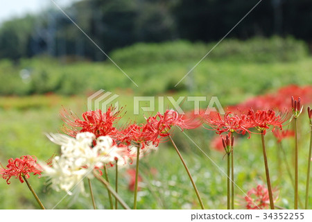 Clustertail Flower (Fujisawa Koidegawa, Kanagawa Prefecture) Clustertail Flower (Fujisawa Koidegawa, Kanagawa Prefecture) 34352255