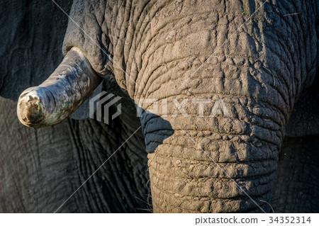Close up of the tusks of an old Elephant bull. 34352314