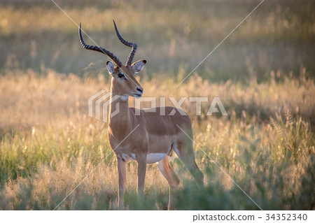Impala ram starring at the camera. 34352340