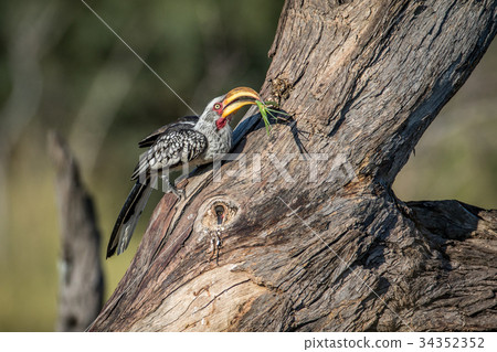 Yellow-billed hornbill with Praying matis. Yellow-billed hornbill with Praying matis. 34352352