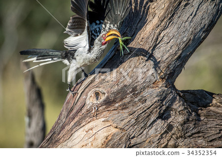 Yellow-billed hornbill with Praying matis. 34352354